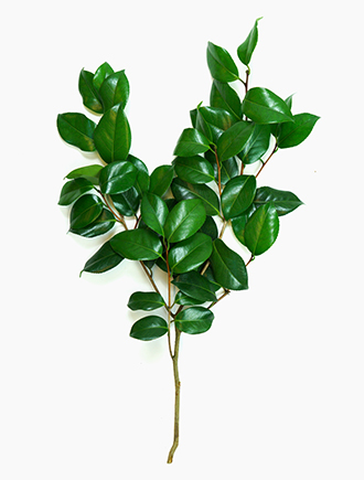 The Camellia plant from Continental Floral Greens